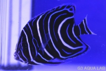 �����ʥߥ�å����ޥ˥黺����6.5cm��[01408102MC]