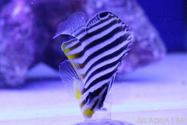 ���ޥ�å����ޥ˥黺����5.5cm��[01408102MD]