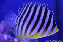 ���ޥ�å����ޥ˥黺����5.5cm��[01408102MD]