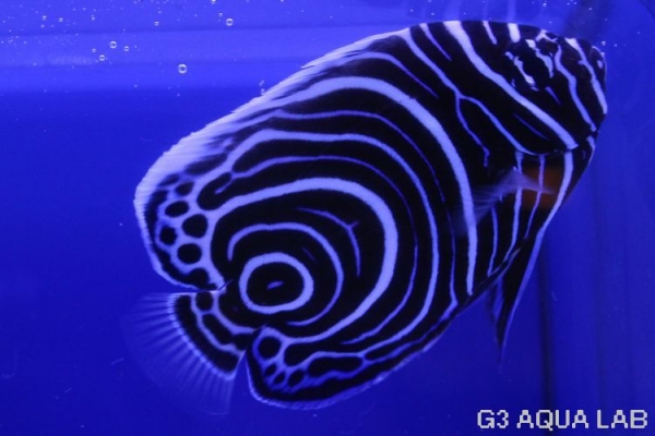 �����ޥ����ޥ˥黺����6.0cm��[01408102ME]