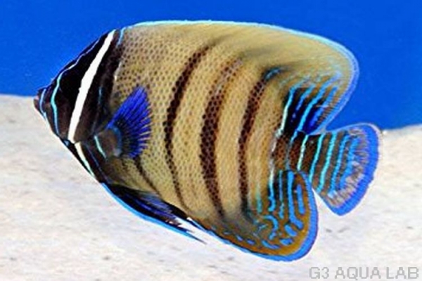 ���������å����Х껺����6.0cm��[106Y-S0515]