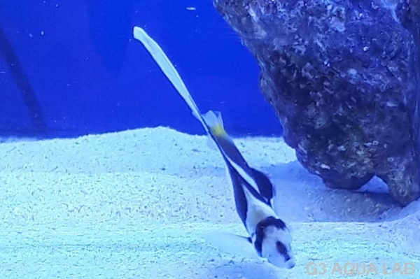 �ϥ����ƥ������ޥ˥黺����6-7cm��[Y171-S0807]