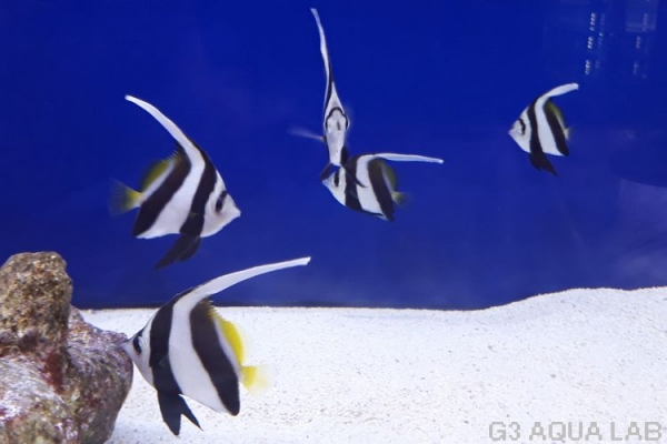 �ϥ����ƥ������ޥ˥黺����6-7cm��[Y171-S0807]