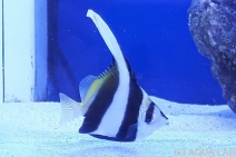 �ϥ����ƥ������ޥ˥黺����6-7cm��[Y171-S0807]