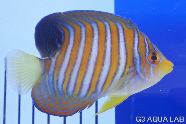 �˥�����å����Х껺����8cm��[113Y-S0612]