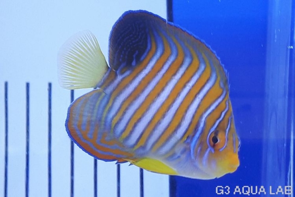 �˥�����å����Х껺����8cm��[113Y-S0612]
