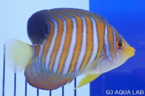 �˥�����å����Х껺����8cm��[113Y-S0612]