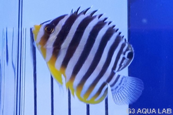 ���ޥ�å����Х껺����5.5cm��[114Y-S0612]