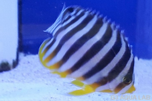 ���ޥ�å����Х껺����5.5cm��[114Y-S0612]