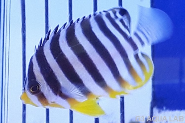 ���ޥ�å����Х껺����5.5cm��[114Y-S0612]