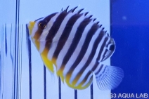 ���ޥ�å����Х껺����5.5cm��[114Y-S0612]