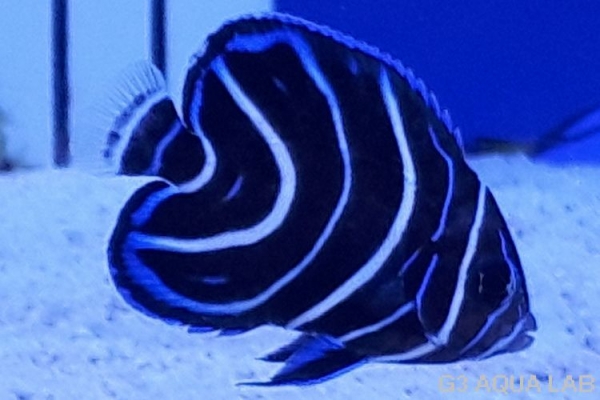 �����ʥߥ�å����Х껺����3.5cm��[116Y-S0612]