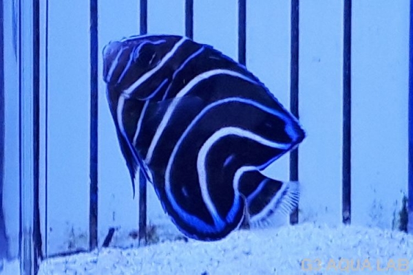 �����ʥߥ�å����Х껺����3.5cm��[116Y-S0612]