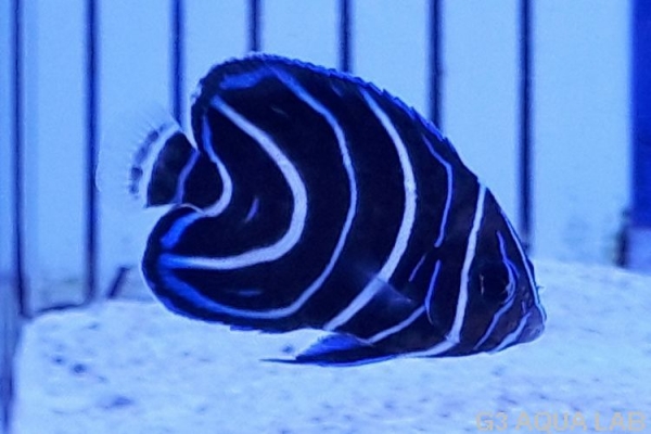 �����ʥߥ�å����Х껺����3.5cm��[116Y-S0612]