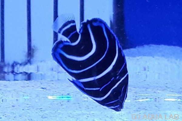 �����ʥߥ�å����Х껺����4.0cm��[117Y-S0612]