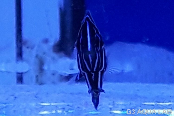 �����ʥߥ�å����Х껺����4.0cm��[117Y-S0612]