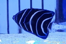 �����ʥߥ�å����Х껺����4.0cm��[117Y-S0612]