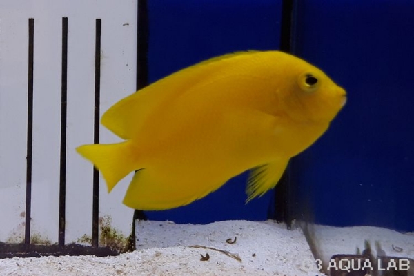 �إ��ɥ�å����������߸��Ρ���7cm��[105Y-Z0515]