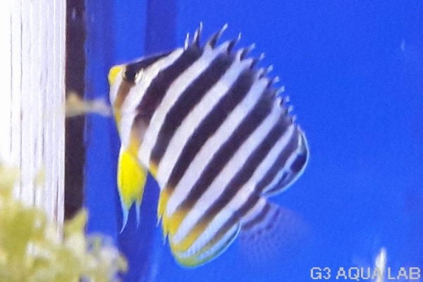 ���ޥ�å����Х껺����5cm��[Y128-S0619]
