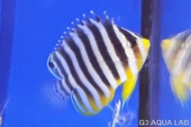 ���ޥ�å����Х껺����5cm��[Y128-S0619]