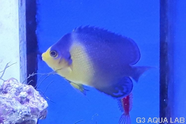 ���ߥ��å����Х껺����4.5cm��[Y126-S0619]