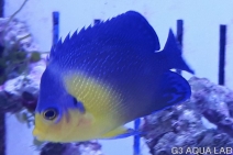 ���ߥ��å����Х껺����4.5cm��[Y126-S0619]