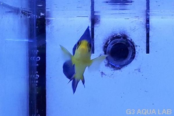 ���ߥ��å����Х껺����5.0cm��[Y127-S0619]