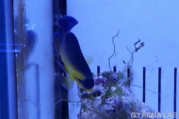 ���ߥ��å����Х껺����5.0cm��[Y127-S0619]