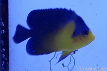 ���ߥ��å����Х껺����5.0cm��[Y127-S0619]