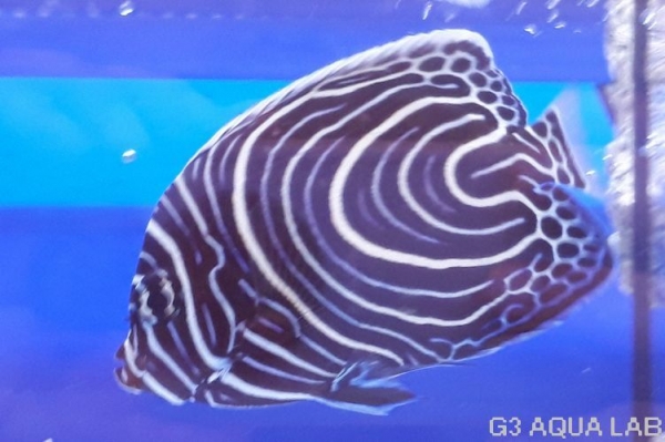 �����ޥ���å����ޥ˥黺����7cm��[Y140-S0710]