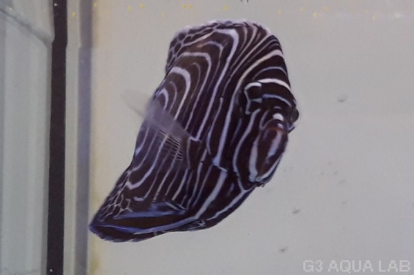 �����ޥ���å����ޥ˥黺����7cm��[Y140-S0710]