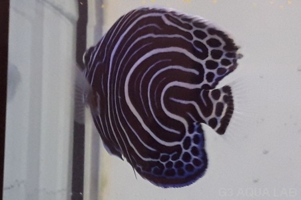 �����ޥ���å����ޥ˥黺����7cm��[Y140-S0710]