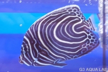 �����ޥ���å����ޥ˥黺����7cm��[Y140-S0710]