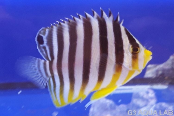 ���ޥ�å����ޥ˥黺����5cm��[Y141-S0710]