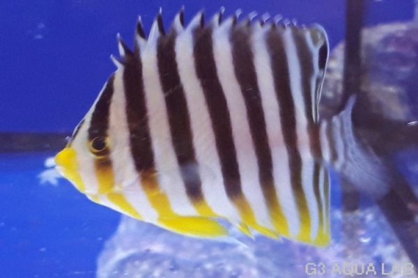 ���ޥ�å����ޥ˥黺����5cm��[Y141-S0710]