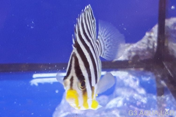 ���ޥ�å����ޥ˥黺����5cm��[Y141-S0710]