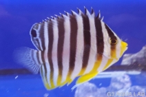 ���ޥ�å����ޥ˥黺����5cm��[Y141-S0710]