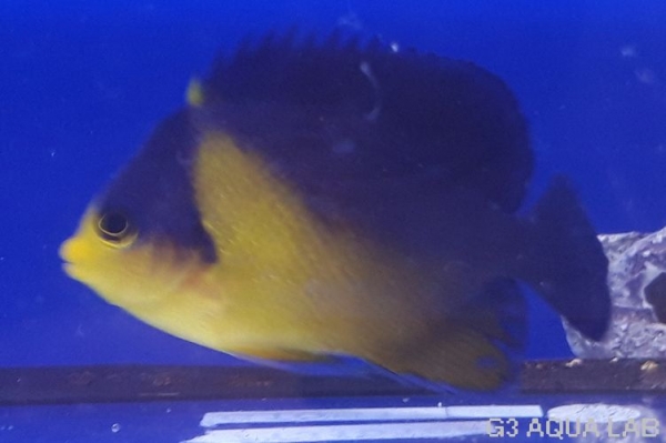 ���ߥ��å����ޥ˥黺����6cm��[Y142-S0710]