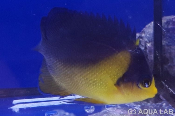 ���ߥ��å����ޥ˥黺����6cm��[Y142-S0710]