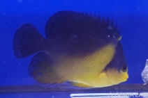 ���ߥ��å����ޥ˥黺����6cm��[Y142-S0710]