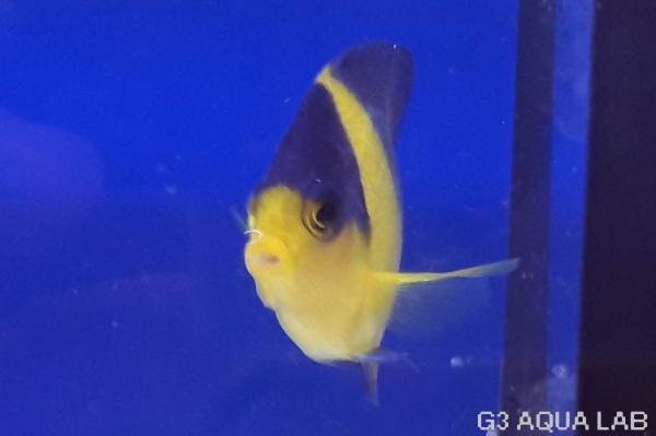 ���ߥ��å����ޥ˥黺����6cm��[Y143-S0710]