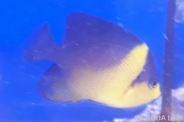 ���ߥ��å����ޥ˥黺����6cm��[Y143-S0710]