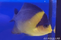 ���ߥ��å����ޥ˥黺����6cm��[Y143-S0710]