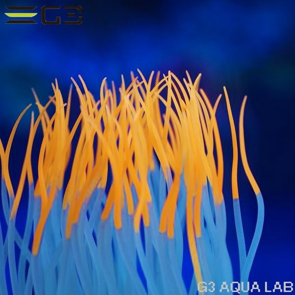 ���ߥϥ�������������㤯�󡡥���󥸡�M��������[4971664009530]