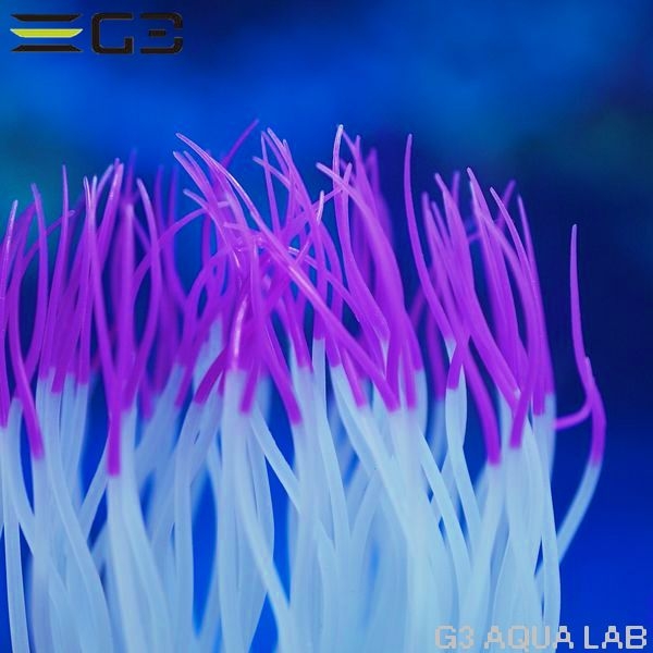 ���ߥϥ�������������㤯�󡡥ѡ��ץ롡M��������[4971664009516]