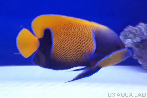 ���ʥ��ޥ�å����ޥ˥黺����18cm��[Y159-N0802]