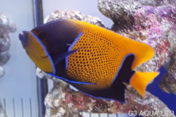 ���ʥ��ޥ�å����ޥ˥黺����18cm��[Y159-N0802]