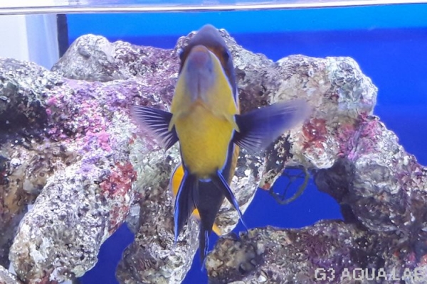 ���ʥ��ޥ�å����ޥ˥黺����18cm��[Y159-N0802]