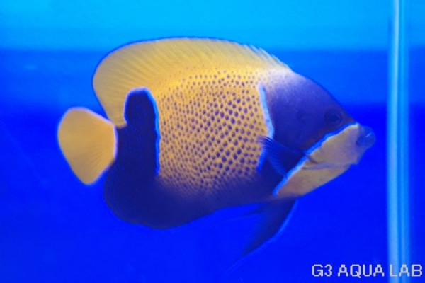 ���ʥ��ޥ�å����ޥ˥黺����16cm��[Y160-N0802]