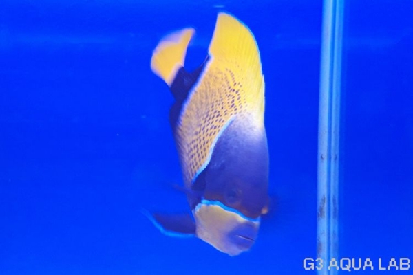 ���ʥ��ޥ�å����ޥ˥黺����16cm��[Y160-N0802]